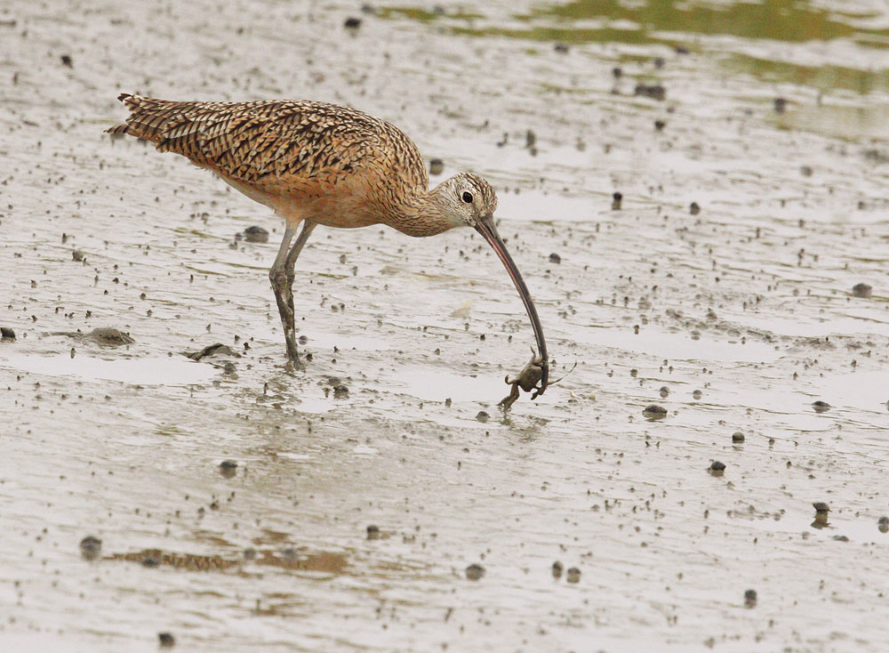 Long-billed Curlew, with crab