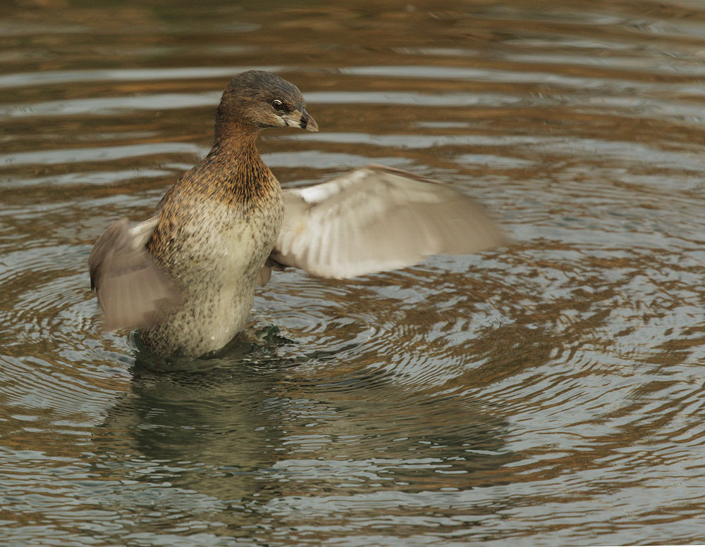 Pied-billed Grebe, rearing