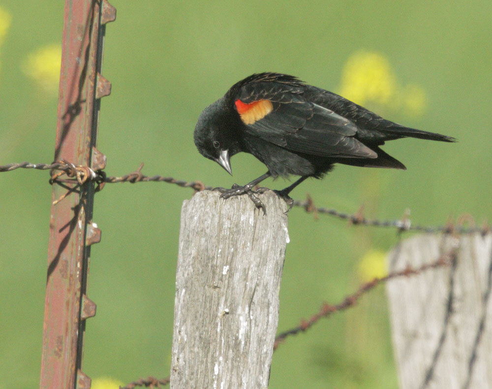 Red-winged Blackbird, male, typical