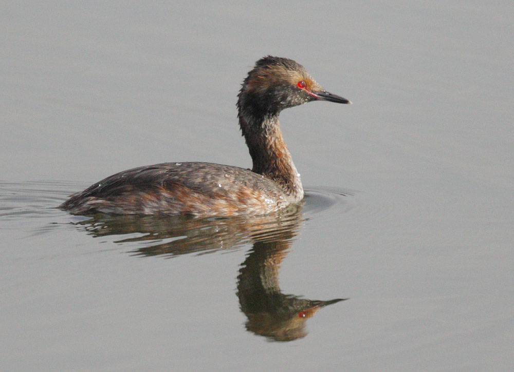 Horned Grebe, molting to breeding plumage