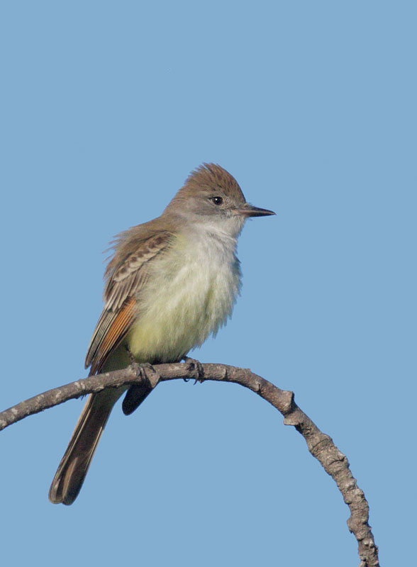 Ash-throated Flycatcher