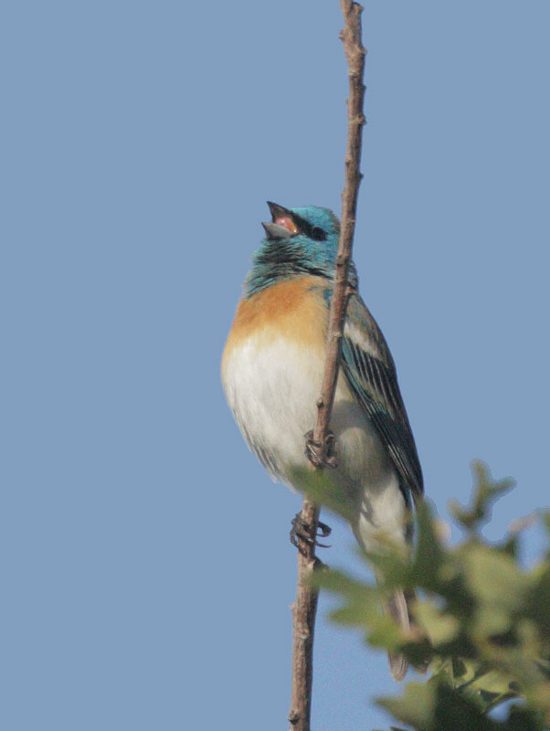 Lazuli Bunting, male, singing