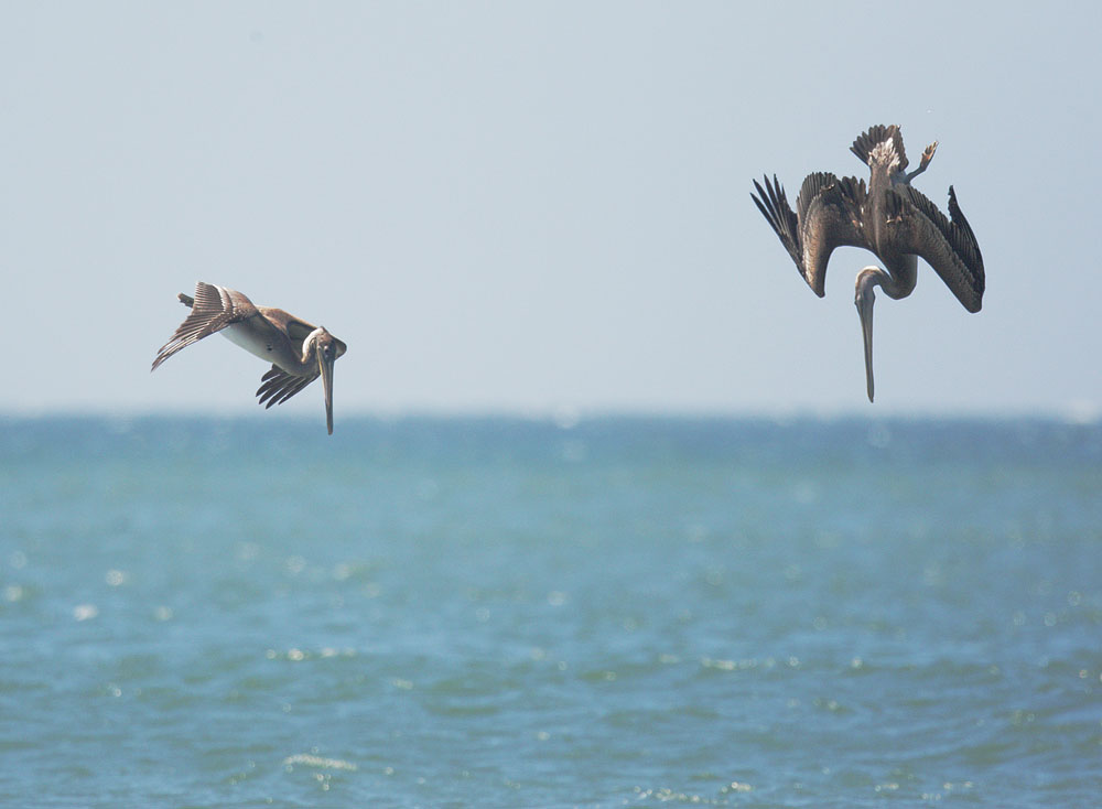 Brown Pelicans, diving