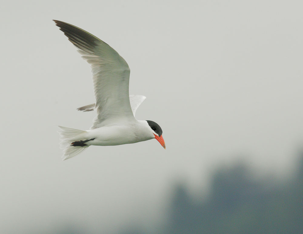 Caspian Tern