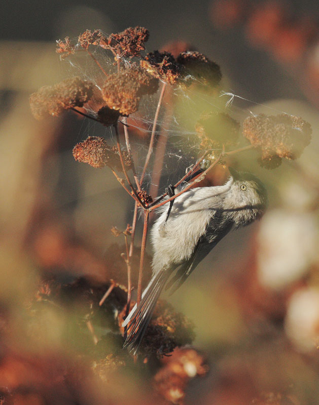 Bushtit, female