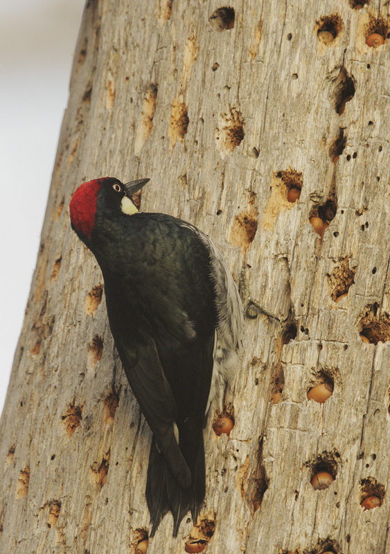 Acorn Woodpecker, at granary tree