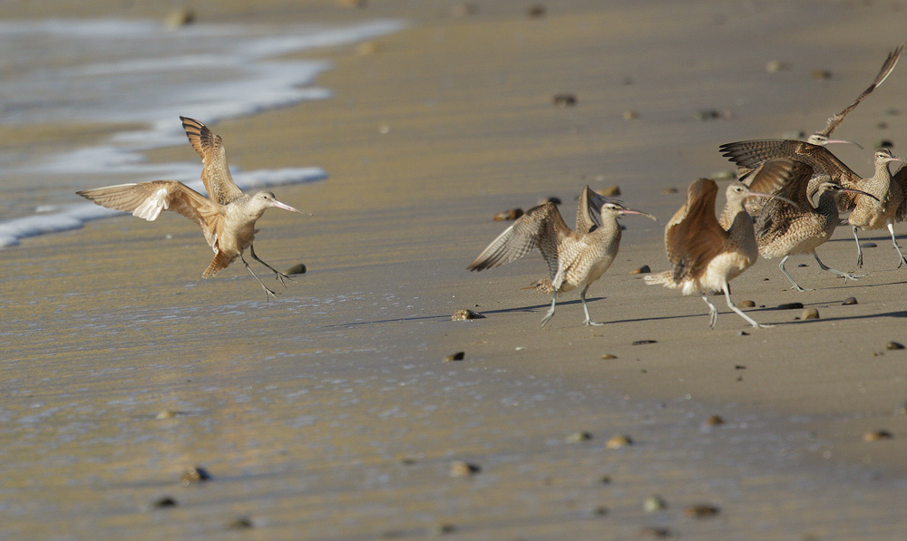 Marbled Godwit, Whimbrels, Curlew