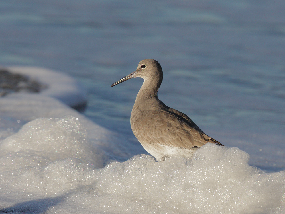 Willet, bubble bath