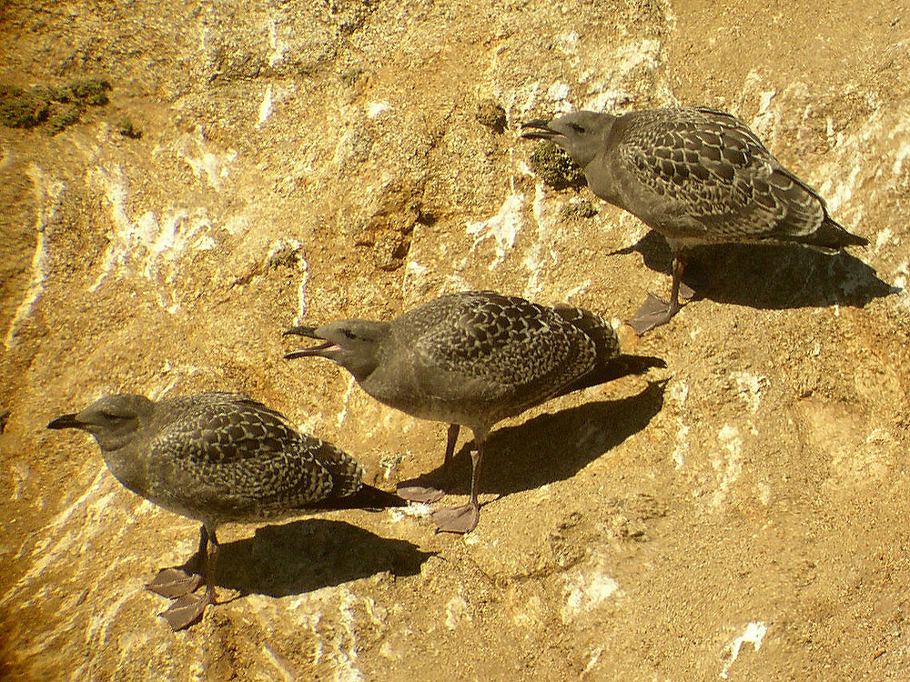 Western Gulls, juvenile