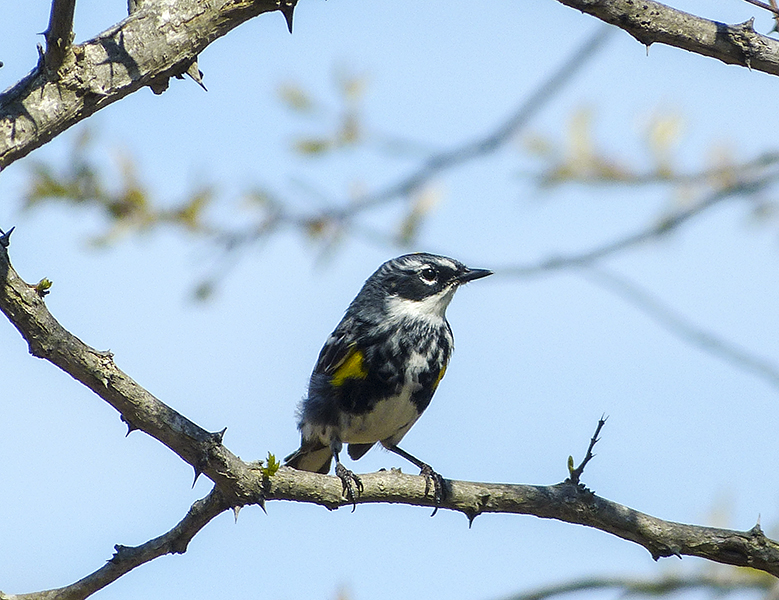 yellow-rumped warbler 044