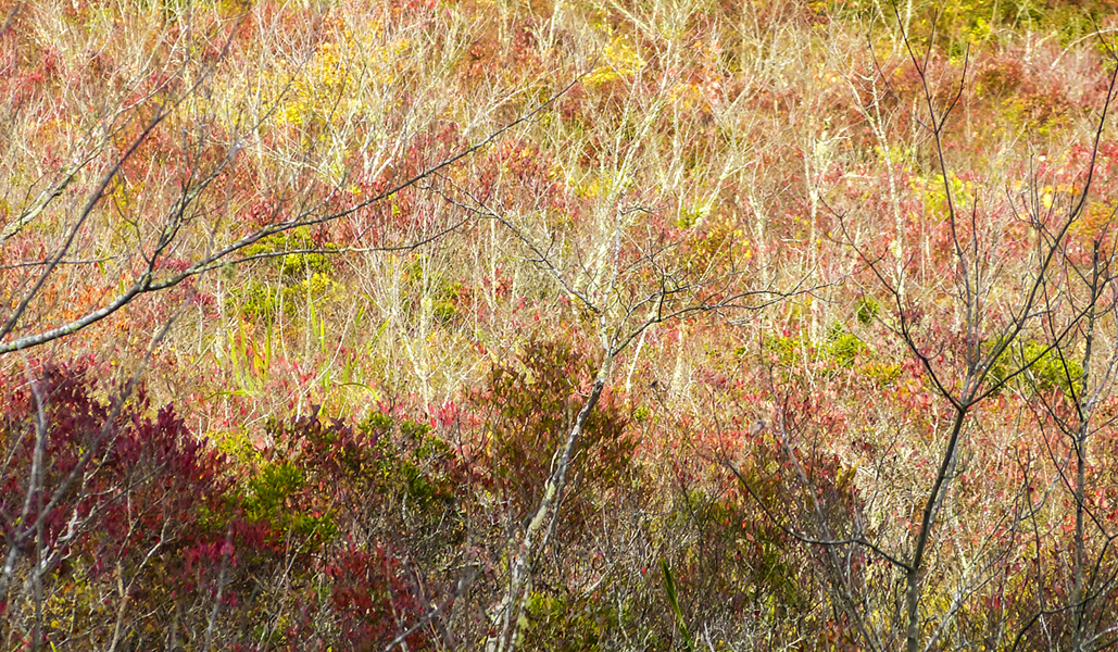 October swamp 854