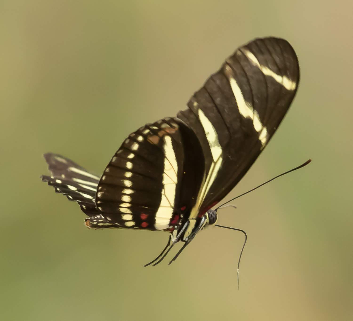 Nice morning shooting butterflies in flight.  I always aim for the eyes. Sometimes I get em. 