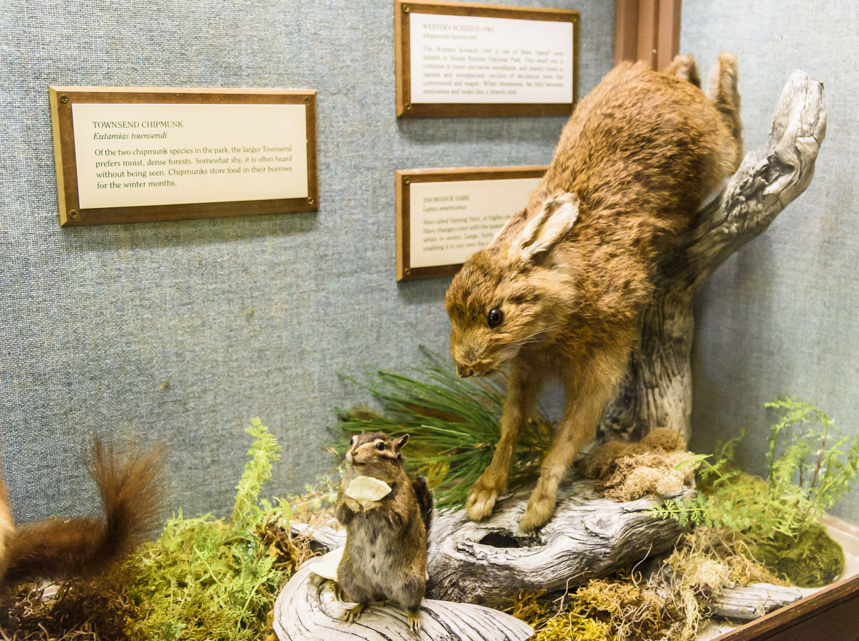 Snowshoe Hare