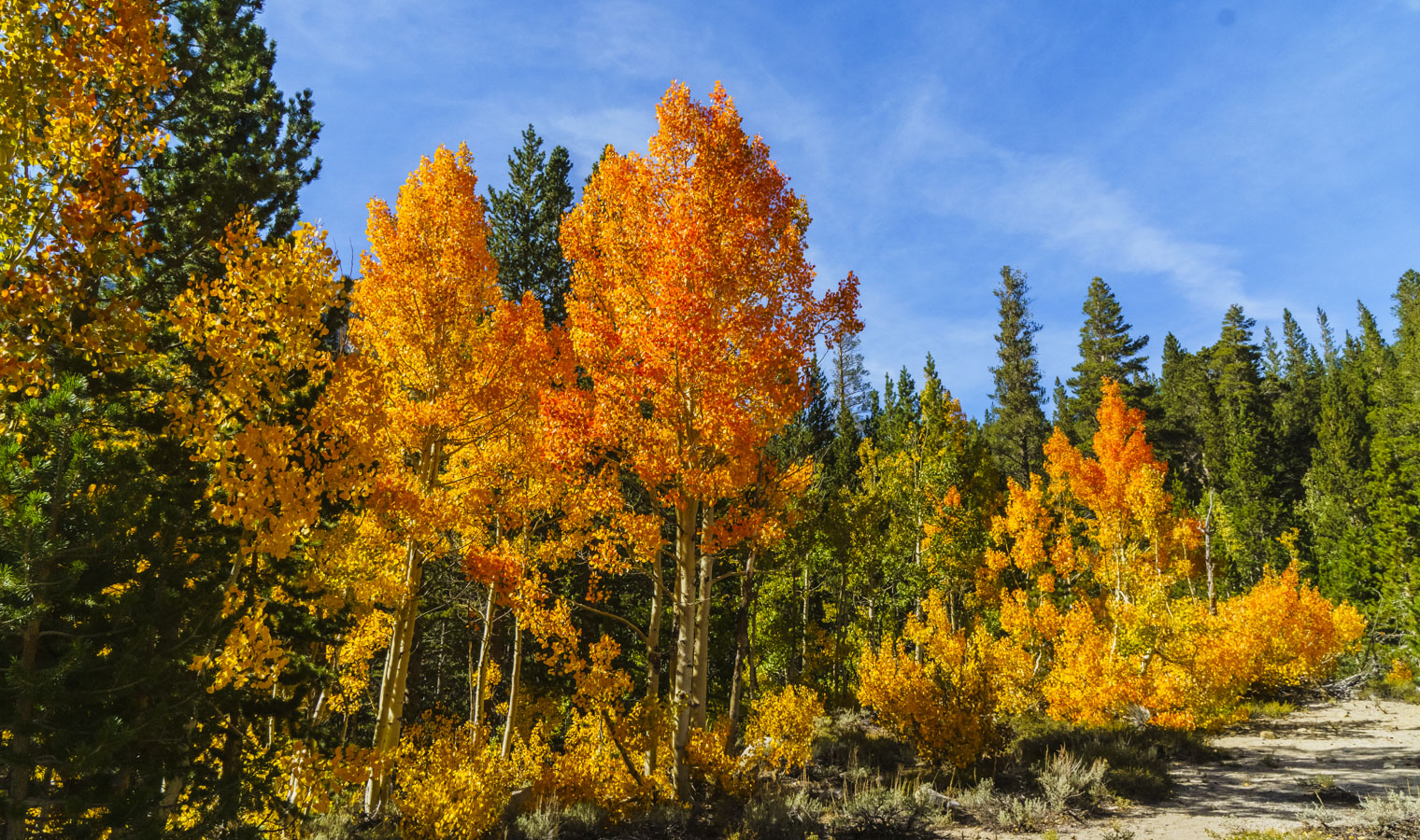 Glowing Fall Colors -L