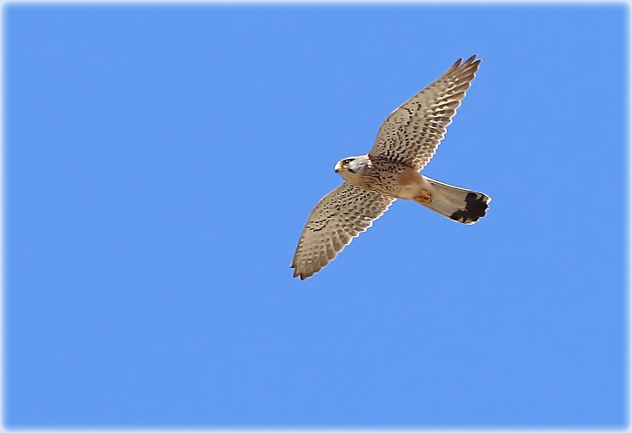 Kestrel