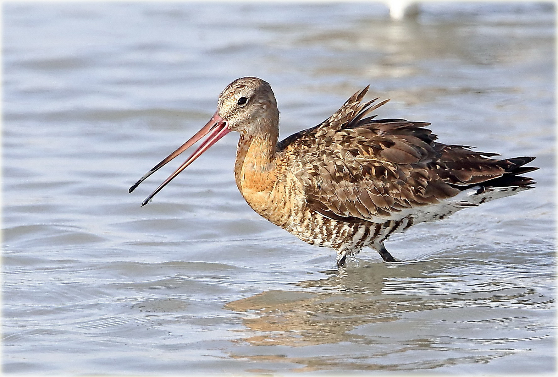 Black tailed Godwit 