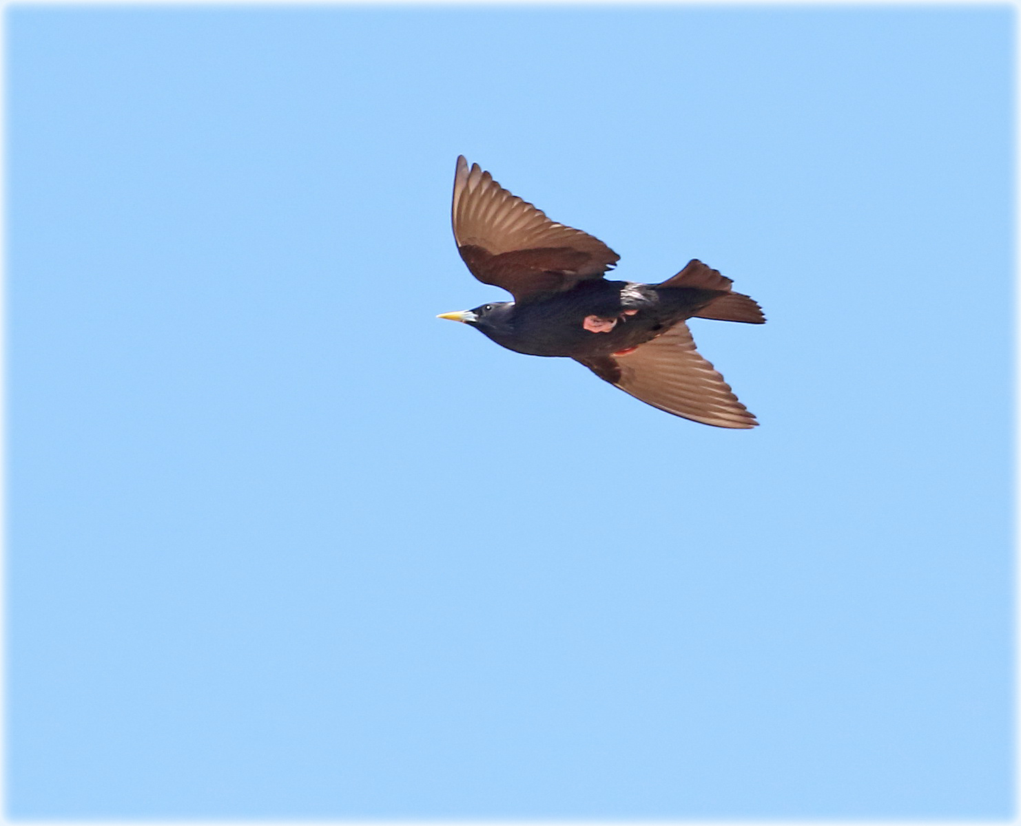 Spotless Starling.JPG