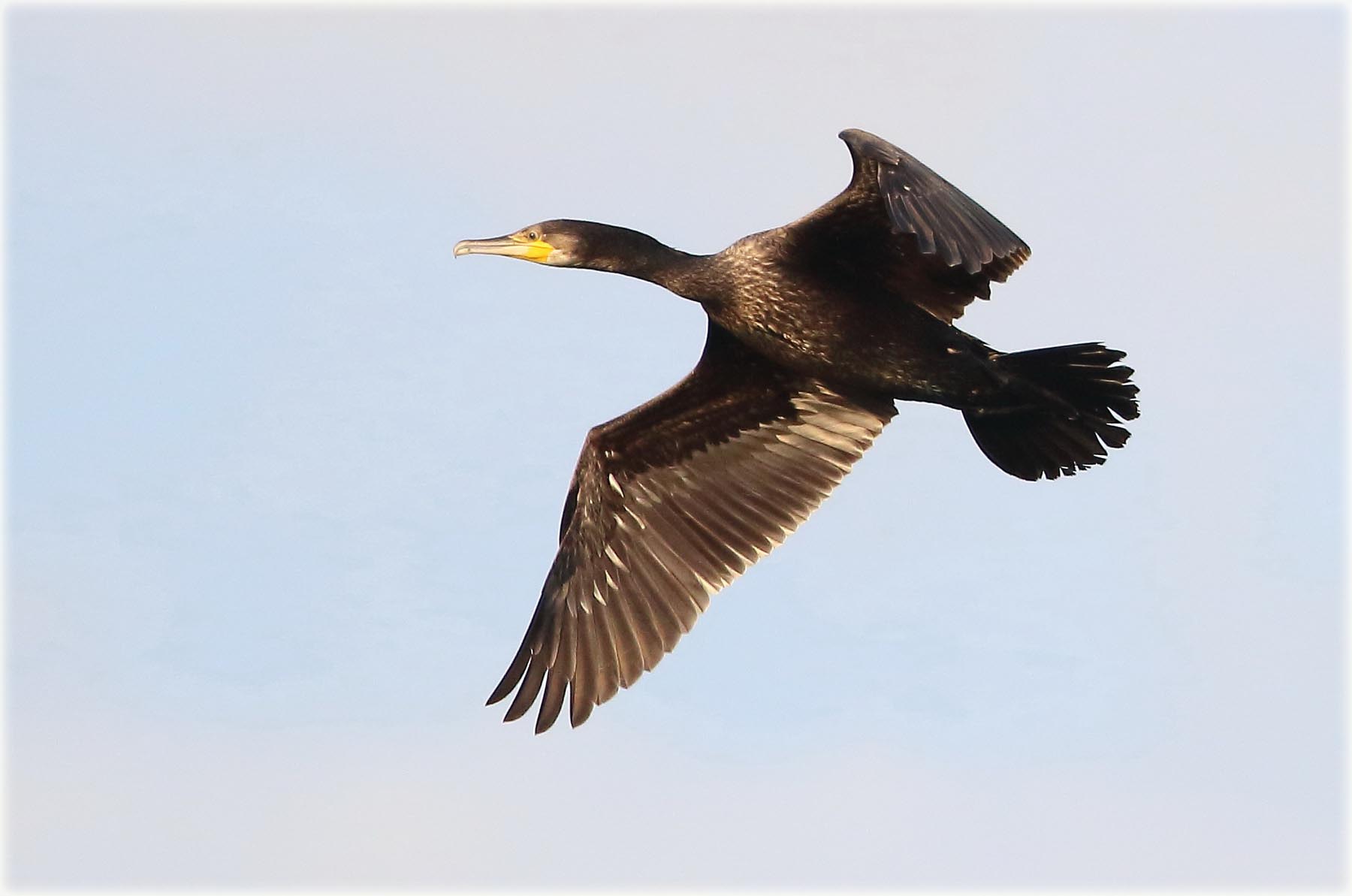 Cormorant 