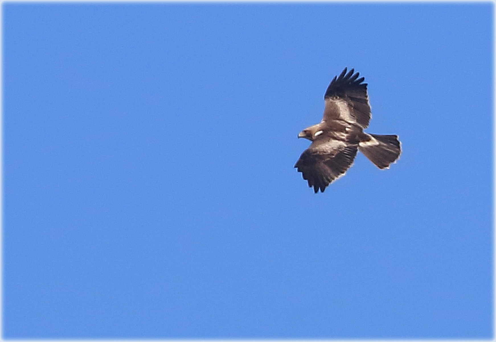 Booted eagle 