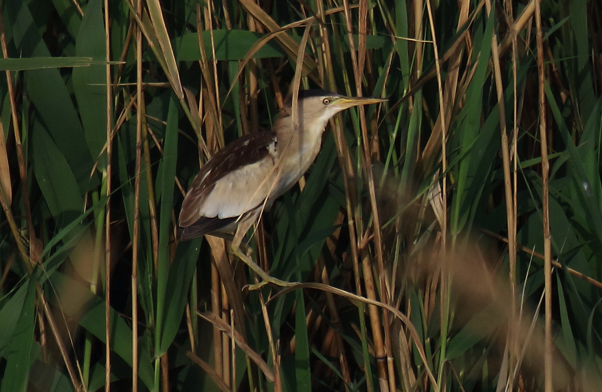 Little Bittern