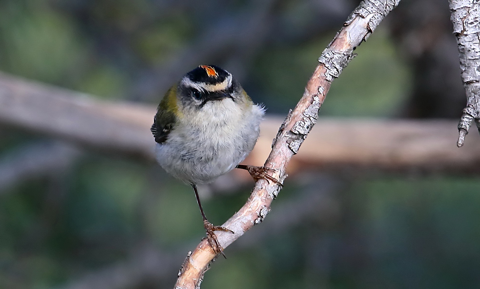 Firecrest_5.jpg