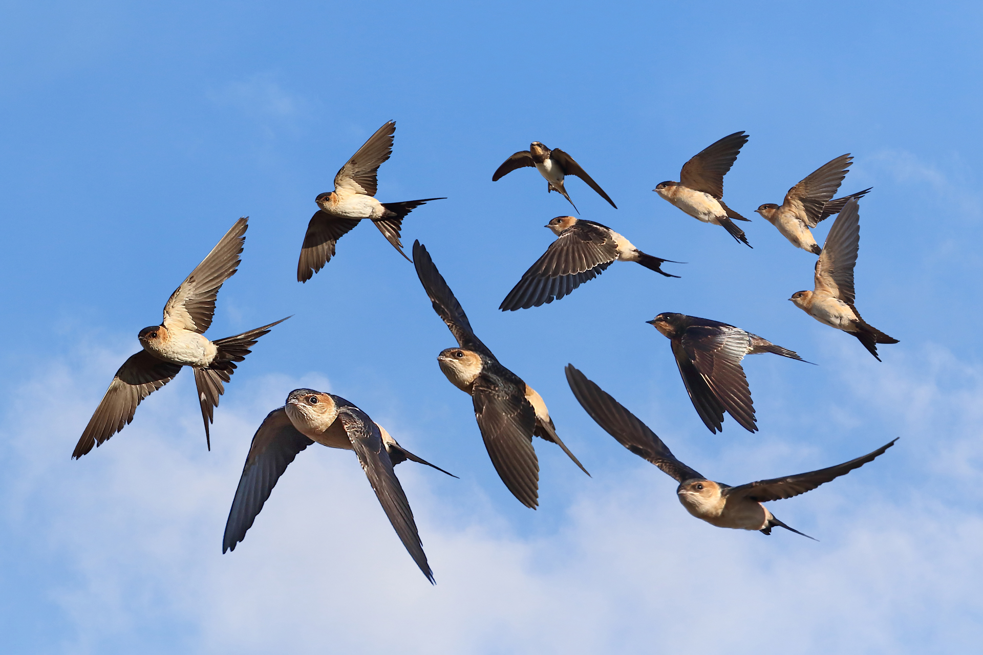 Red Rumped Swallow