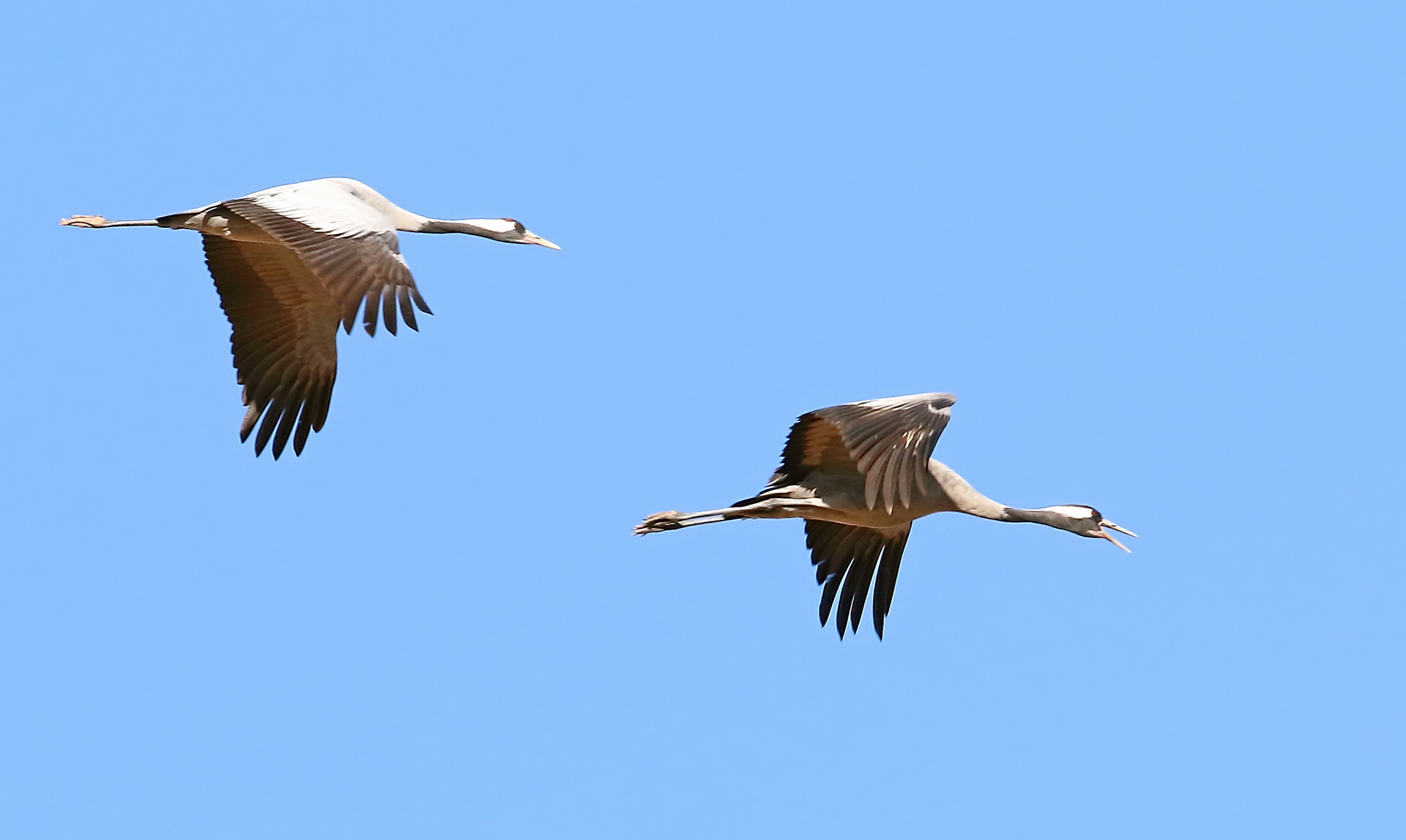 Common Cranes in Flight