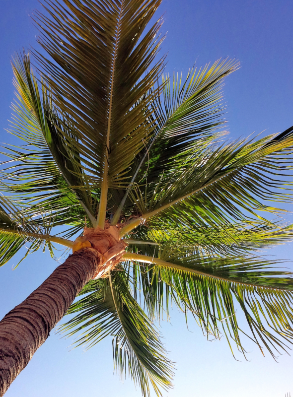 Under A Palm