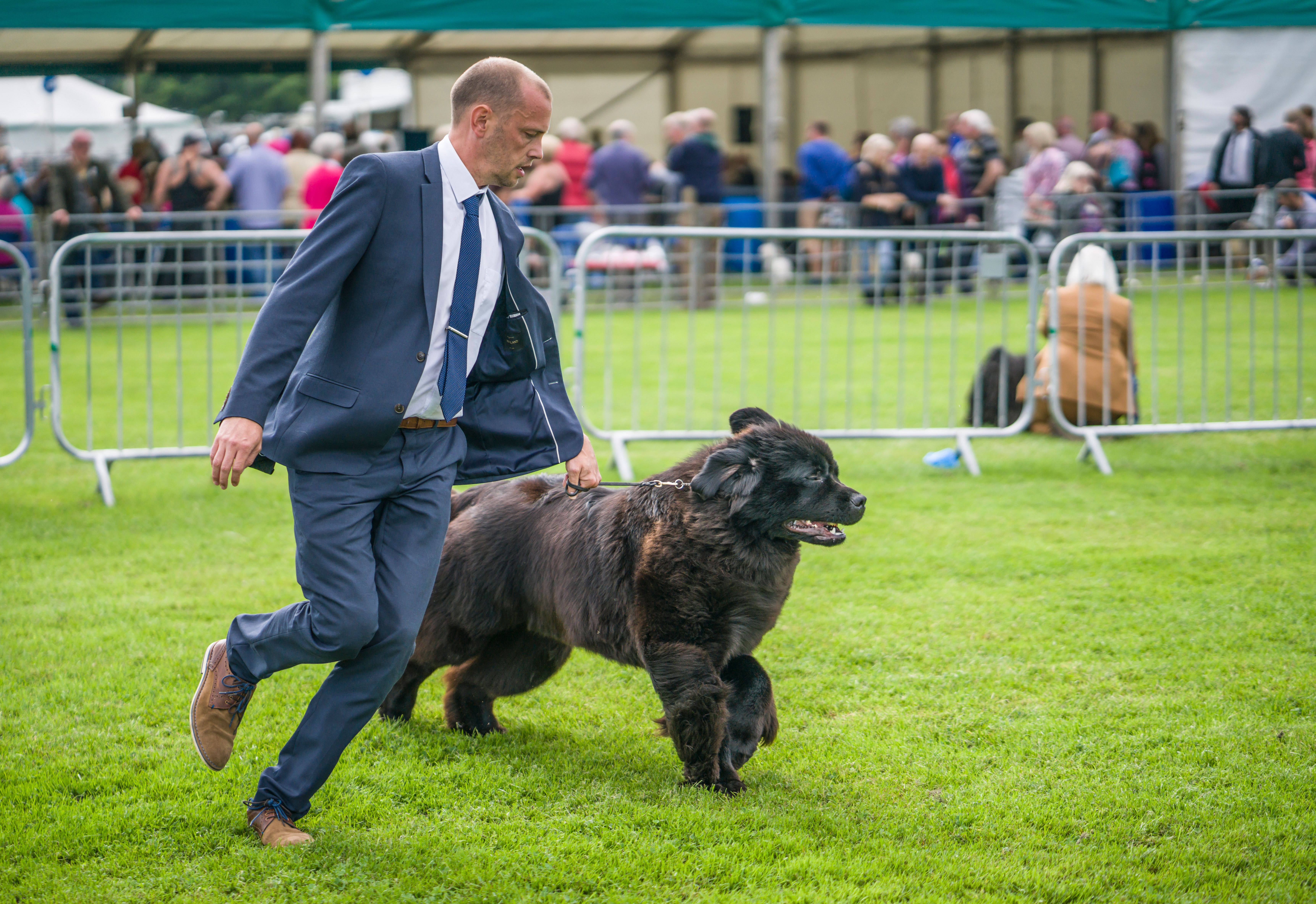 dogshow-runner1.jpg