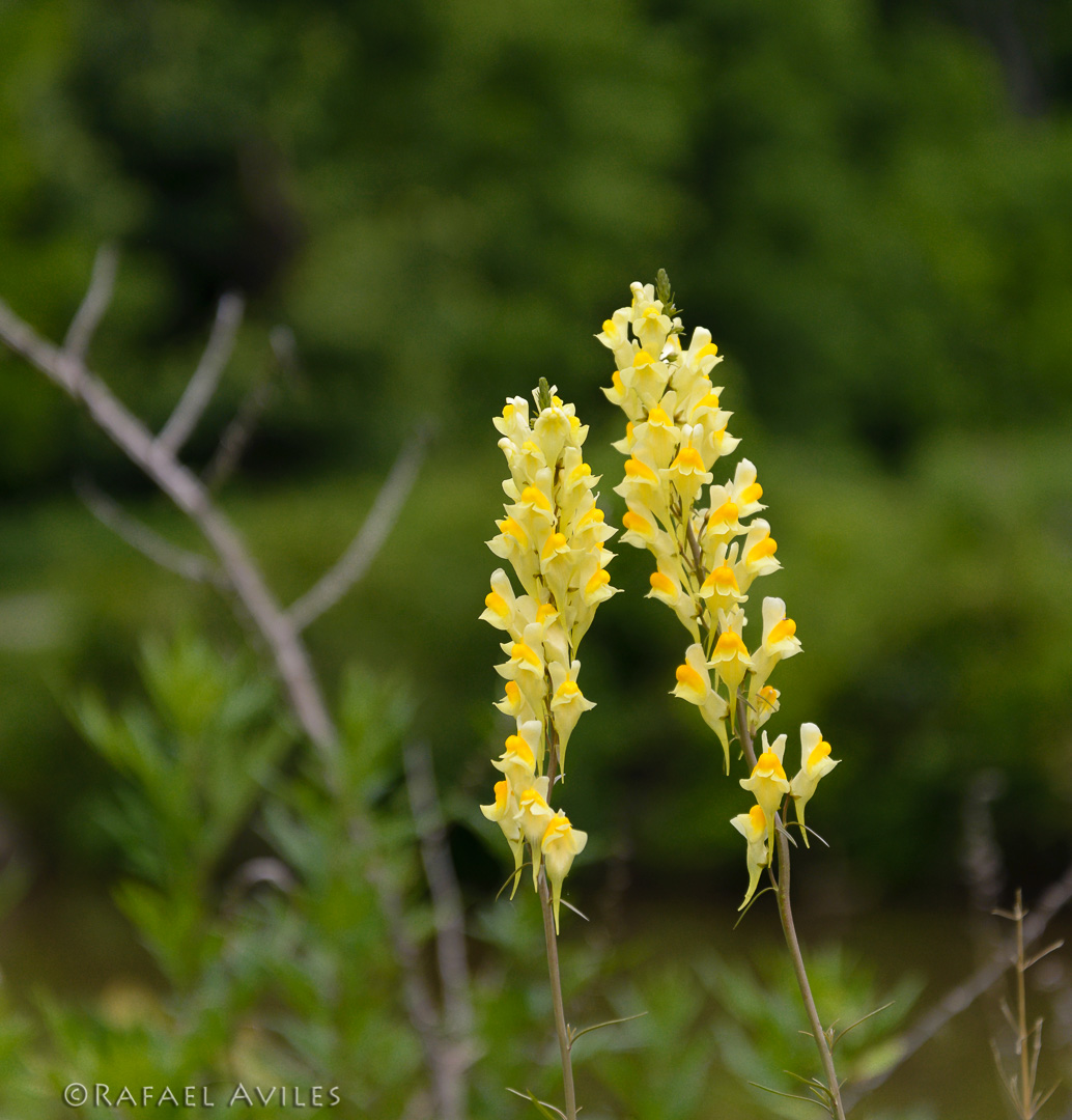 Wild flowers