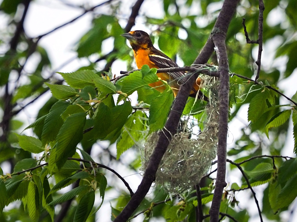 Northern Oriole nest / Nid dOriole du Nord