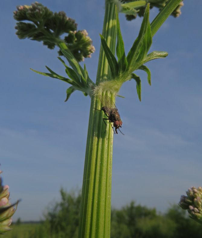 Mouche  bouse