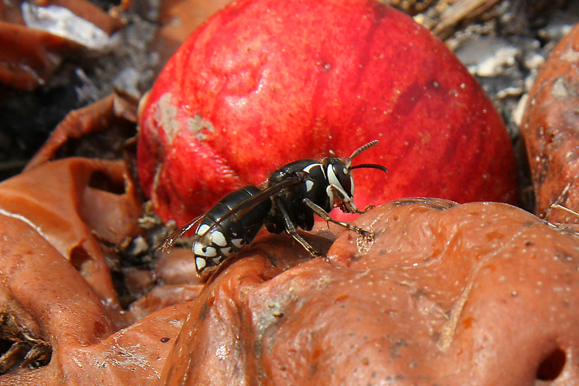 Gupe  taches blanches (Dolichovespula maculata)