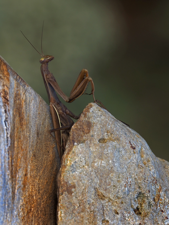PRAYING MANTIS / MANTE RELIGIEUSE  / Mantis religiosa