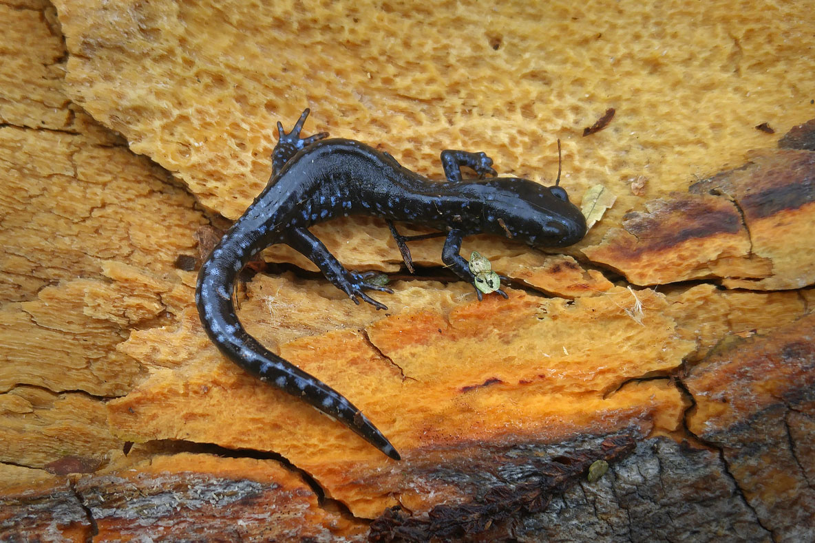 Salamandre  points bleus (Ambystoma laterale-texanum) 16 / Sep / 2017  Lco-Lot