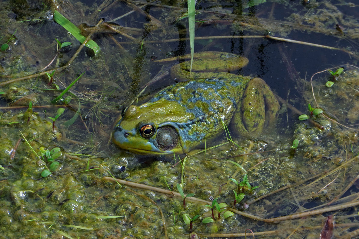 La GRENOUILLE VERTE qui devient bleue?