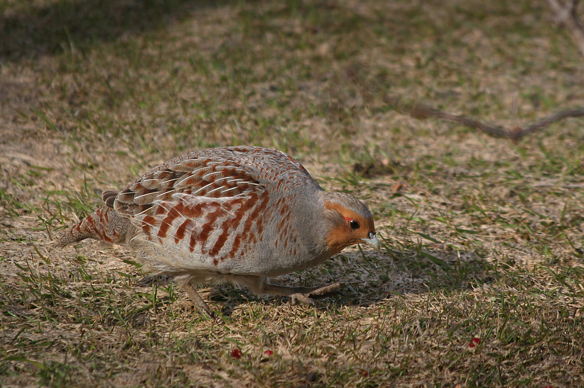 GRAY PARTRIDGE / PERDRIX GRISE