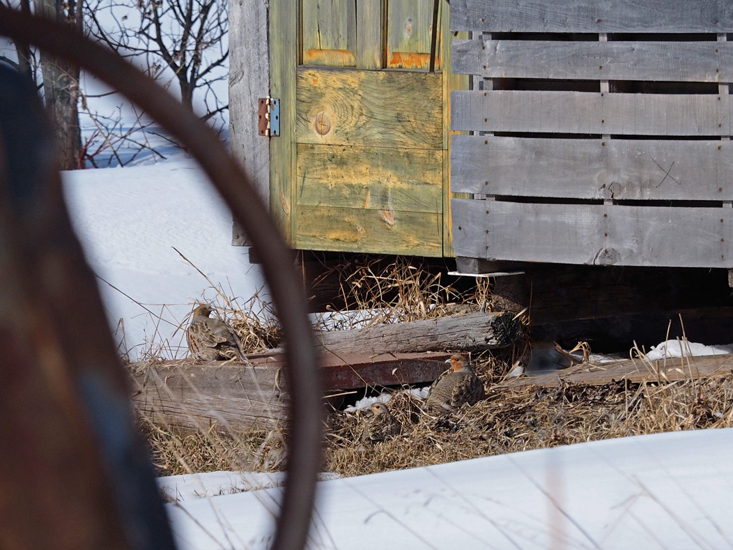 GRAY PARTRIDGE / PERDRIX GRISE (3)