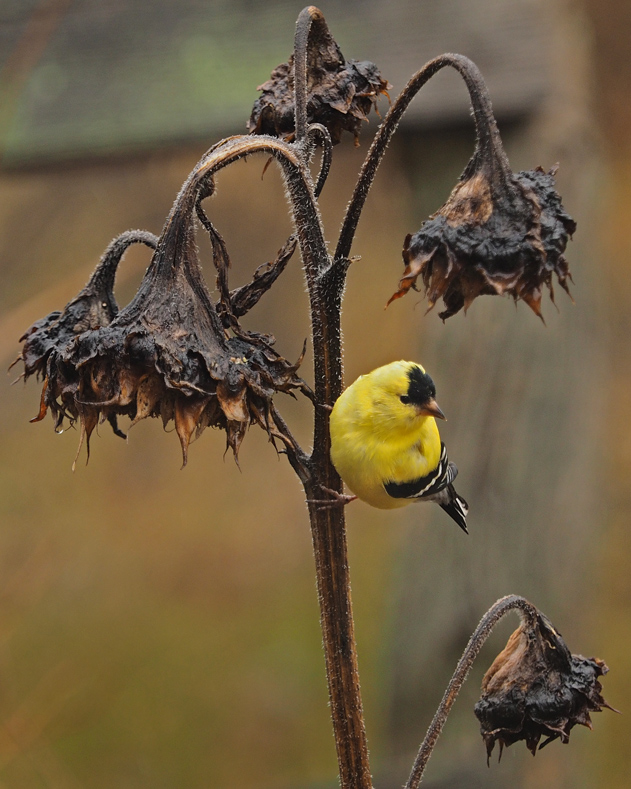 Chardonneret jaune