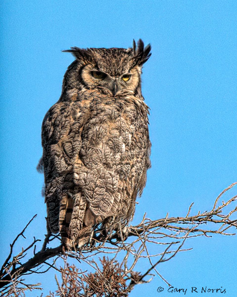 Owl, Great Horned IMG_4434.jpg