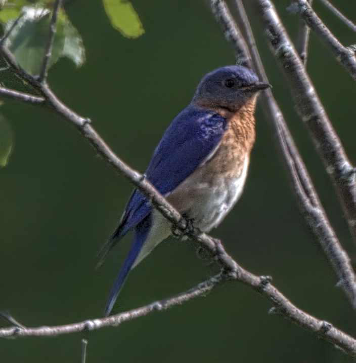 Bluebird, Eastern AL7A1875.jpg