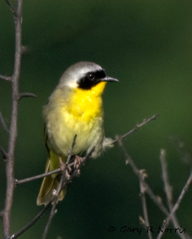 Yellowthroat, Common AL7A1950-Edit.jpg