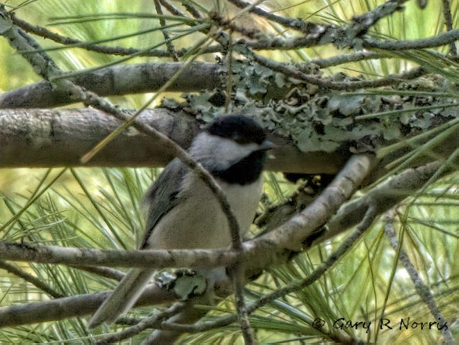 Chickadee, Carolina AL7A2844-Edit.jpeg