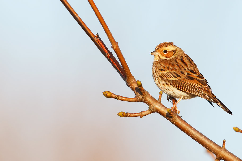 Little Bunting