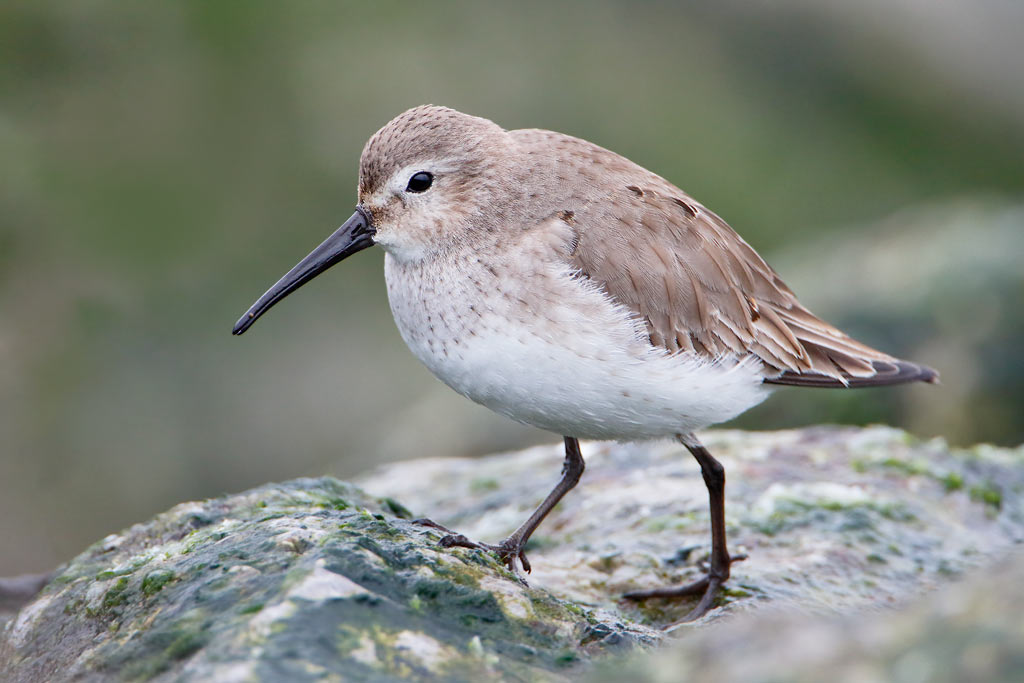 Dunlin