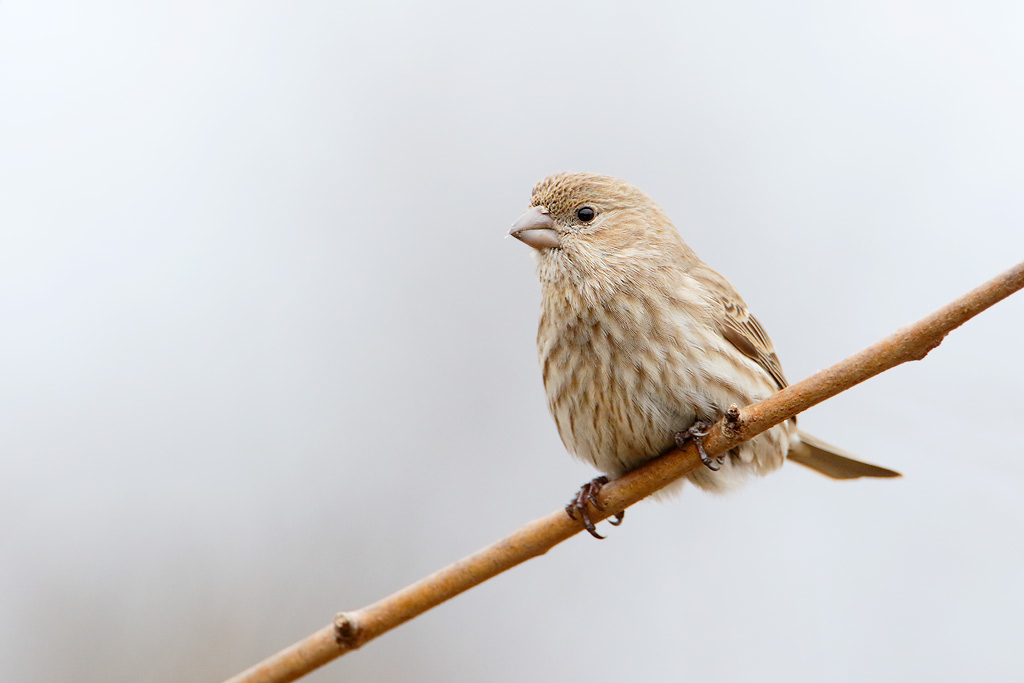 House Finch