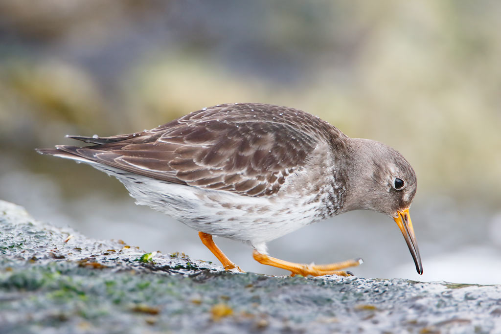 Purple Sandpiper