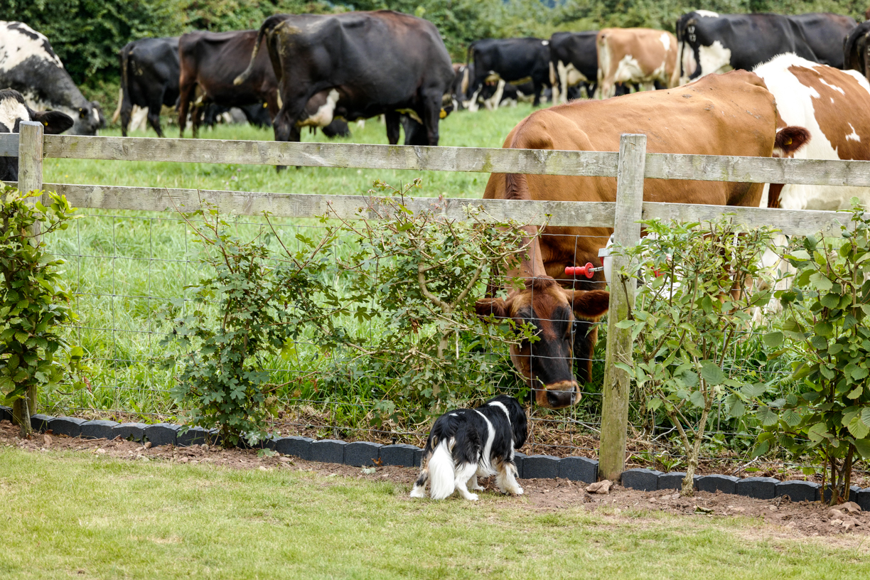 Baillie on guard duty