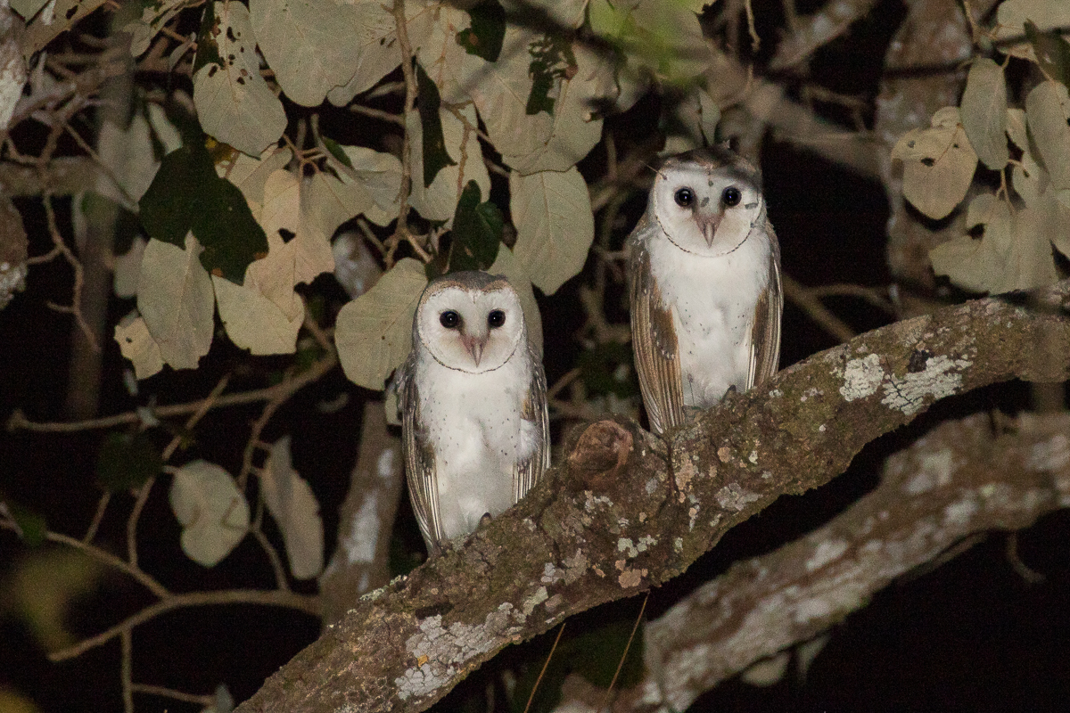 Sumba Masked Owl (Tyto [javanica] sumbaensis)