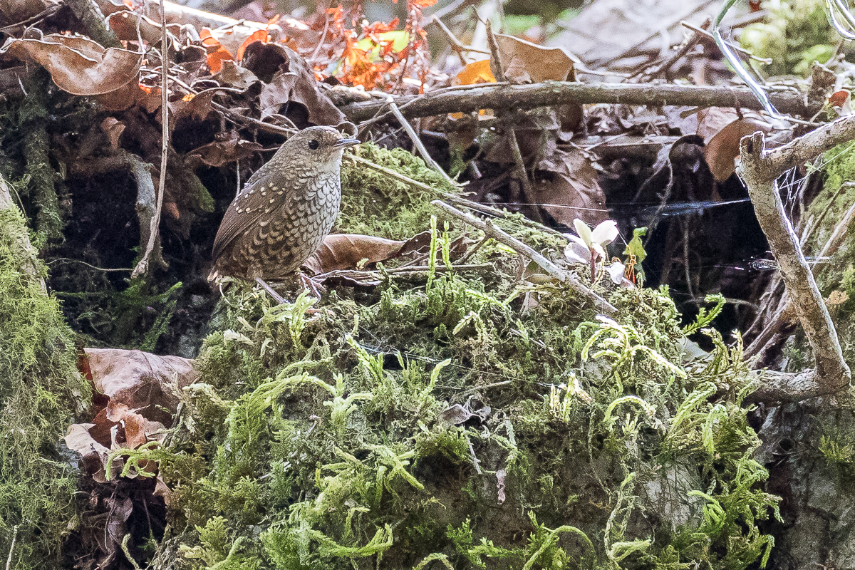 Pygmy Cupwing (Pnoepyga pusilla timorensis)